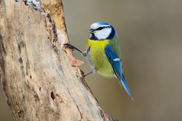 blue tit sitting on a tree trunk