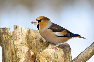 Fototapeta premium Grosbeak sitting on a tree searching for food