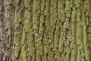 old wood tree bark texture with green moss