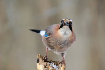 Jay bird on a twig