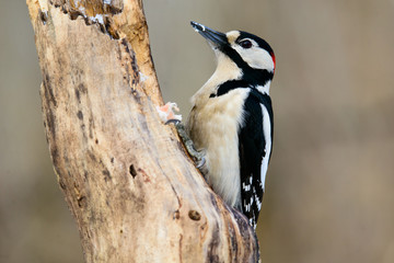 Great spotted woodpecker