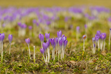 violet Crocus and blurred background in the spring garden