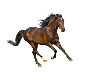 Fototapeta na wymiar isolate of the brown horse
