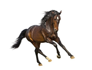 Obraz premium izolat brązowego konia