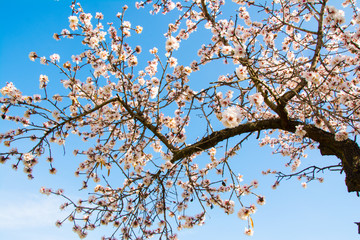 A Branch of Almond Blossom