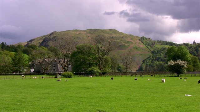 Herdwick sheep and lambs grazing in a field near Grasmere in the English Lake District. Loughrigg Fell rises in the background.