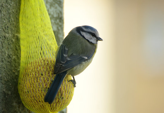 Chickadee