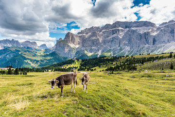 Dolomites Italy - Cow on the pasture