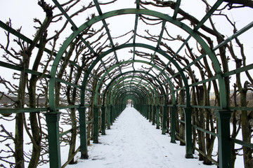 шпалеры в Петергофе