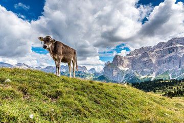 Obraz premium Dolomites Italy - Cow on the pasture