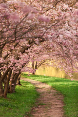 Blühende Kirschbäume am Wegesrand