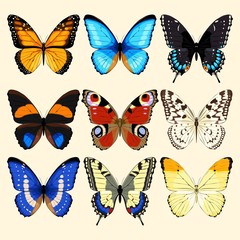 Fototapeta na wymiar Collection of butterflies