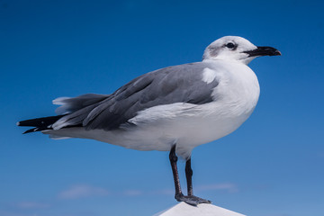 seagull bird