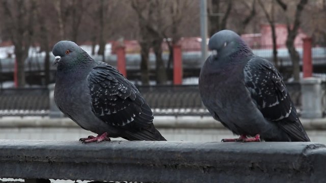 pigeons in winter city
