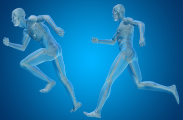 Conceptual man or human 3D anatomy or body on blue