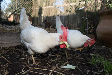 White chicken in the field
