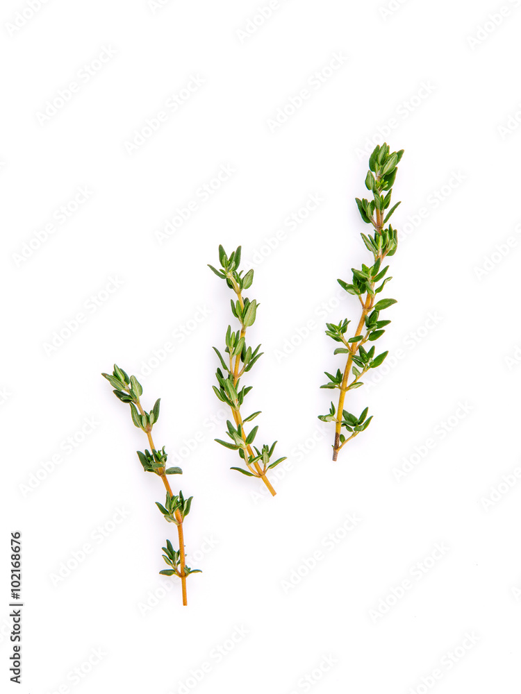 Wall mural branch of fresh thyme for seasoning concept isolated on white ba