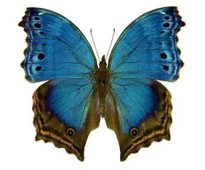 Crédence de cuisine en verre imprimé Papillon mouette en vol