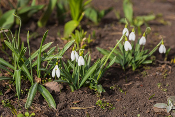 Spring snowdrop flowers blooming 