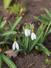 Obraz premium Spring snowdrop flowers blooming 