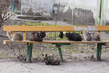 Homeless street hungry cat finding 