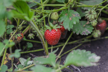 strawberry in the  garden