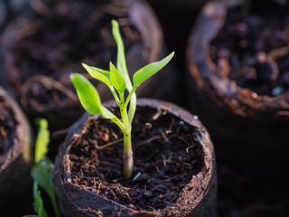 new beginning  spring sprouts 