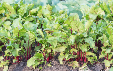 Agricultural field with growing sugar beet