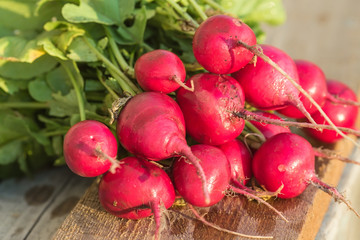 Radishes in a dish