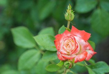 Red rose as a natural 