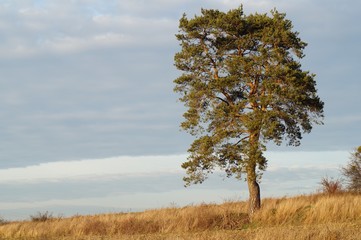 Samotne drzewo © klumb