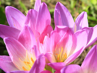 pink flowers of colchicum autumnale