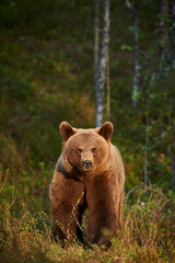 Obraz premium Wild brown bear