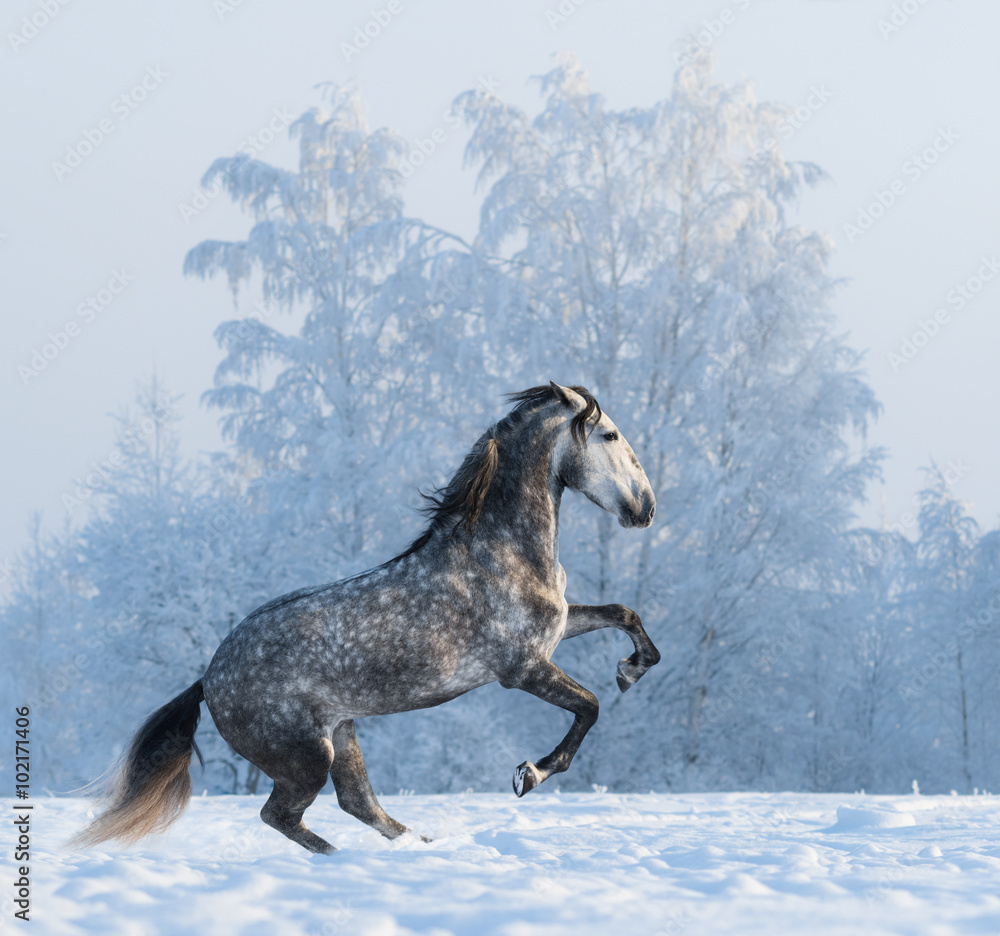 Canvas Prints Rearing Andalusian horse on snowfield