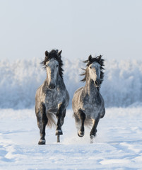 Fototapeta na wymiar Two galloping Andalusian stallions