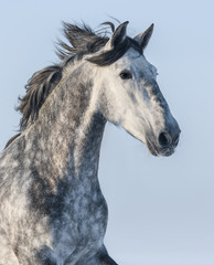 Fototapeta na wymiar Vertical portrait of gray horse on blue background