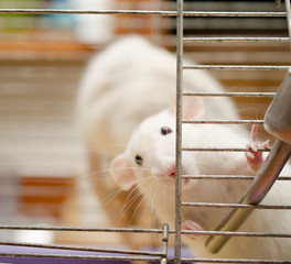 Curious white rat in a cage (shallow DOF, focus on the rat’s paws and nose)