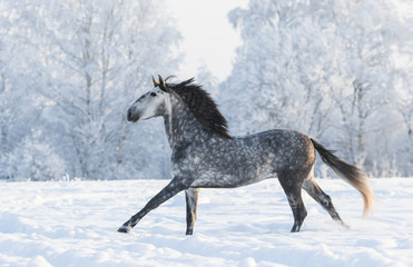 Fototapeta na wymiar Grey horse run gallop in winter