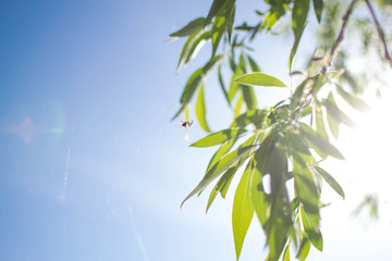 listyana spider on the sky