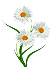 daisies summer white flower