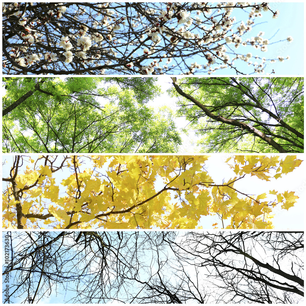 Poster four seasons collage: several photos of beautiful trees at different time of the year - winter sprin