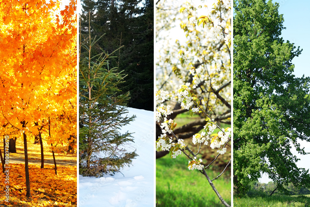 Poster four seasons collage: several photos of beautiful trees at different time of the year - winter sprin