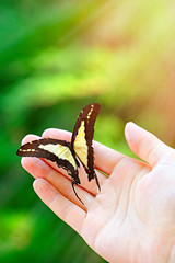 Beautiful colorful butterfly sitting on female hand, close-up