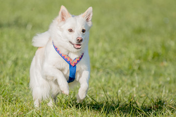 Islandhund im Sprung