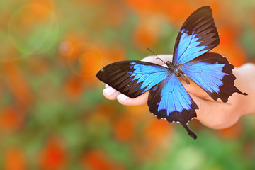 Beautiful colorful butterfly sitting on female hand, close-up