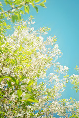 Cherry blossom under blue sky