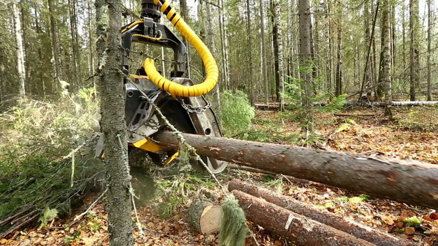 View of logger cuts down tree and its branches
