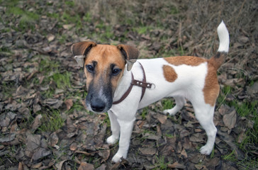 fox terrier portrait, of a young dog, heft on the ears