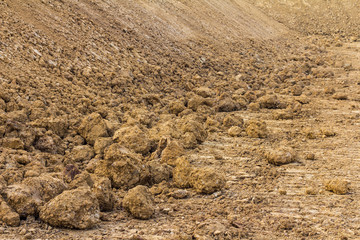 Clod brown coast.