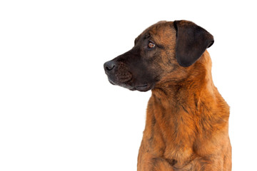Portrait of a brown dog on white background
